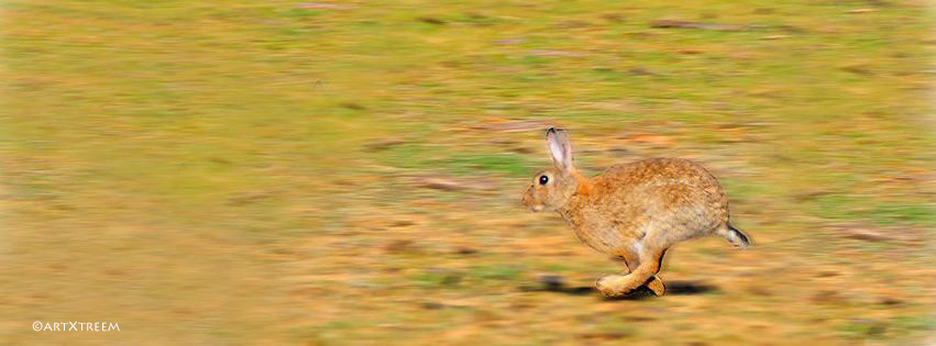 c0004-Rabbit Running