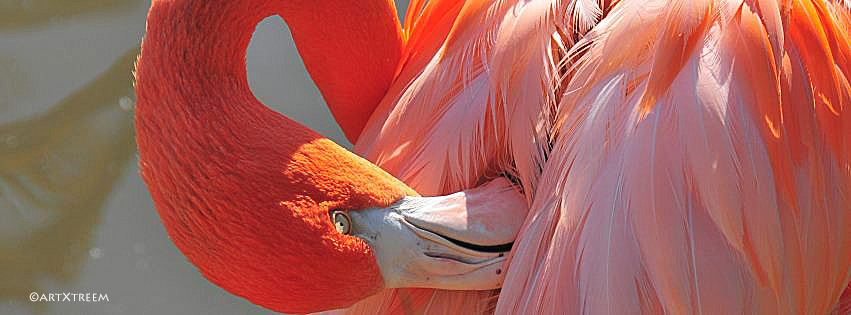 c0011-Flamingo