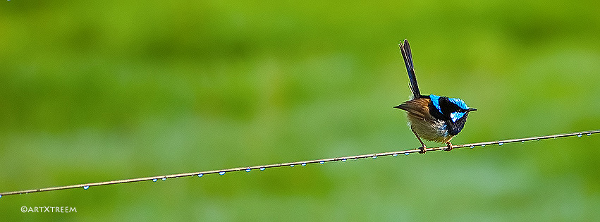 c0028-Wren on A Wire