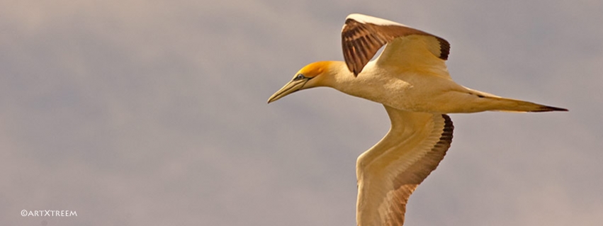 c0030-Australian Gannet