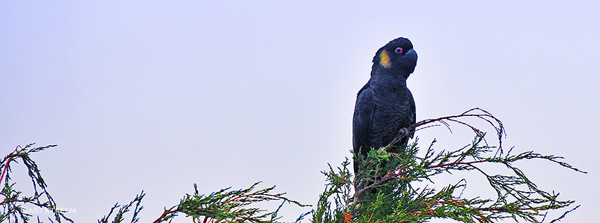 c0033-Australian Black Cuckatoo