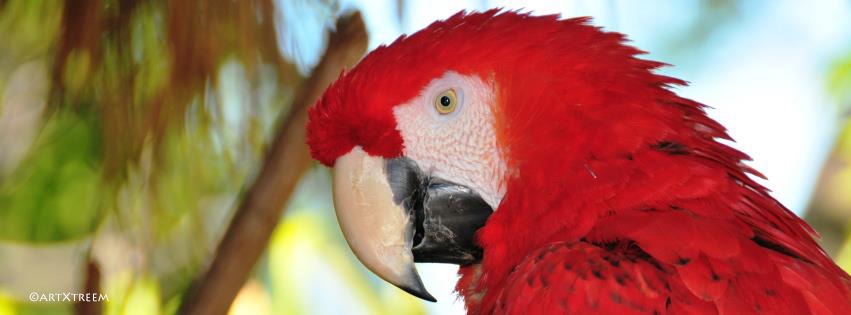 c0000-Red Macaw