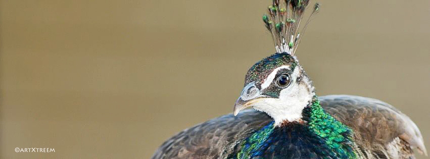 c0001-Queensland Peacock