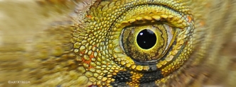 c0002-Australian Green Iguana Eye