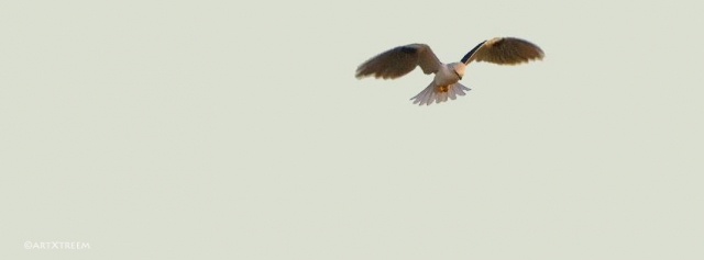 c0003-Black Shouldered Kite Hovering