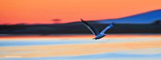 c0019-Gull Into The Night