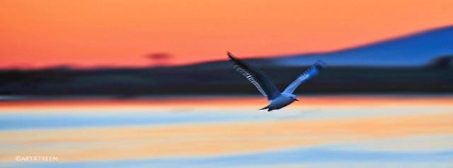 c0019-Gull Into The Night