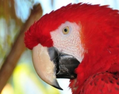 c0000-Red Macaw