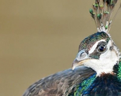 c0001-Queensland Peacock