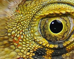 c0002-Australian Green Iguana Eye