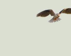 c0003-Black Shouldered Kite Hovering