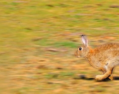 c0004-Rabbit Running