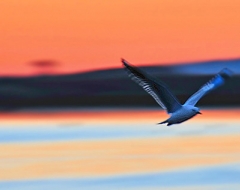 c0019-Gull Into The Night