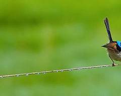 c0028-Wren on A Wire