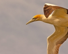 c0030-Australian Gannet