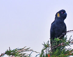 c0033-Australian Black Cuckatoo