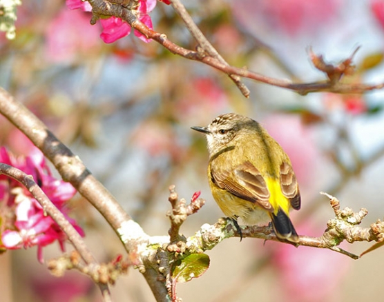 Silvereye