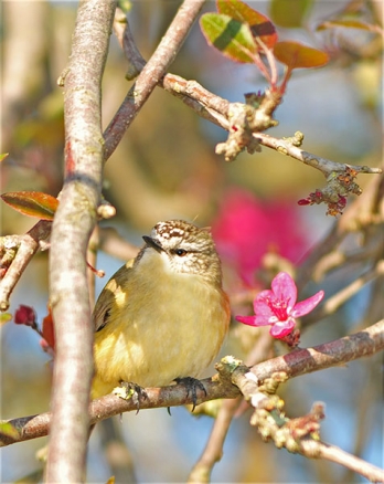 Silvereye