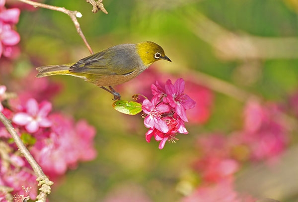 Silvereye