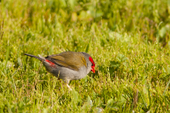 Red Browed Finch