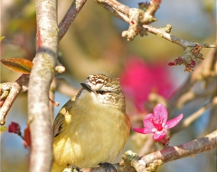 Silvereye