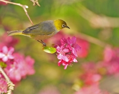 Silvereye