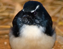 Willy Wagtail