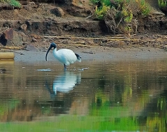 Ibis