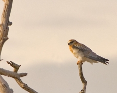 Australian Kestrel