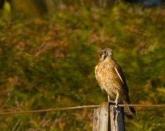 Australian Hobby