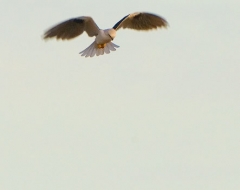 Black Winged Kite