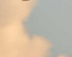 Black Winged Kite