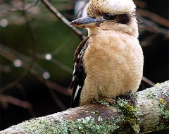 Kookaburra