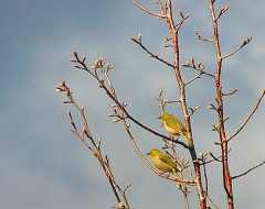 Two Silvereye