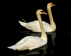 Australian Swans