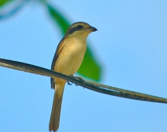 Philippine Kingfisher