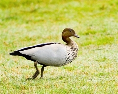 Australian Wood Duck