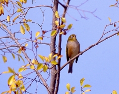 Silvereye