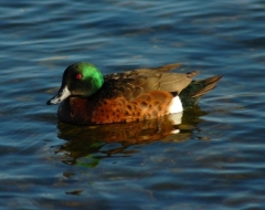 Chestnut Teal