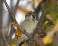 Horsfield's Bushlark