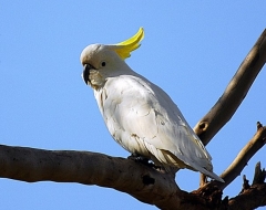 Cockatoo