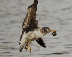 Pacific Gull