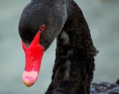 Black Swan