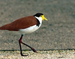 Masked Lapwing