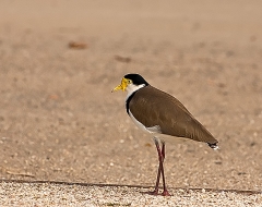 Masked Lapwing