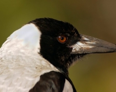 Magpie