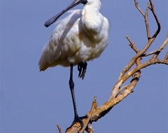 Spoonbill