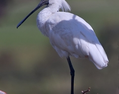 Spoonbill