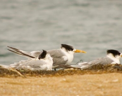 Australian Tern