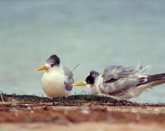 Australian Tern